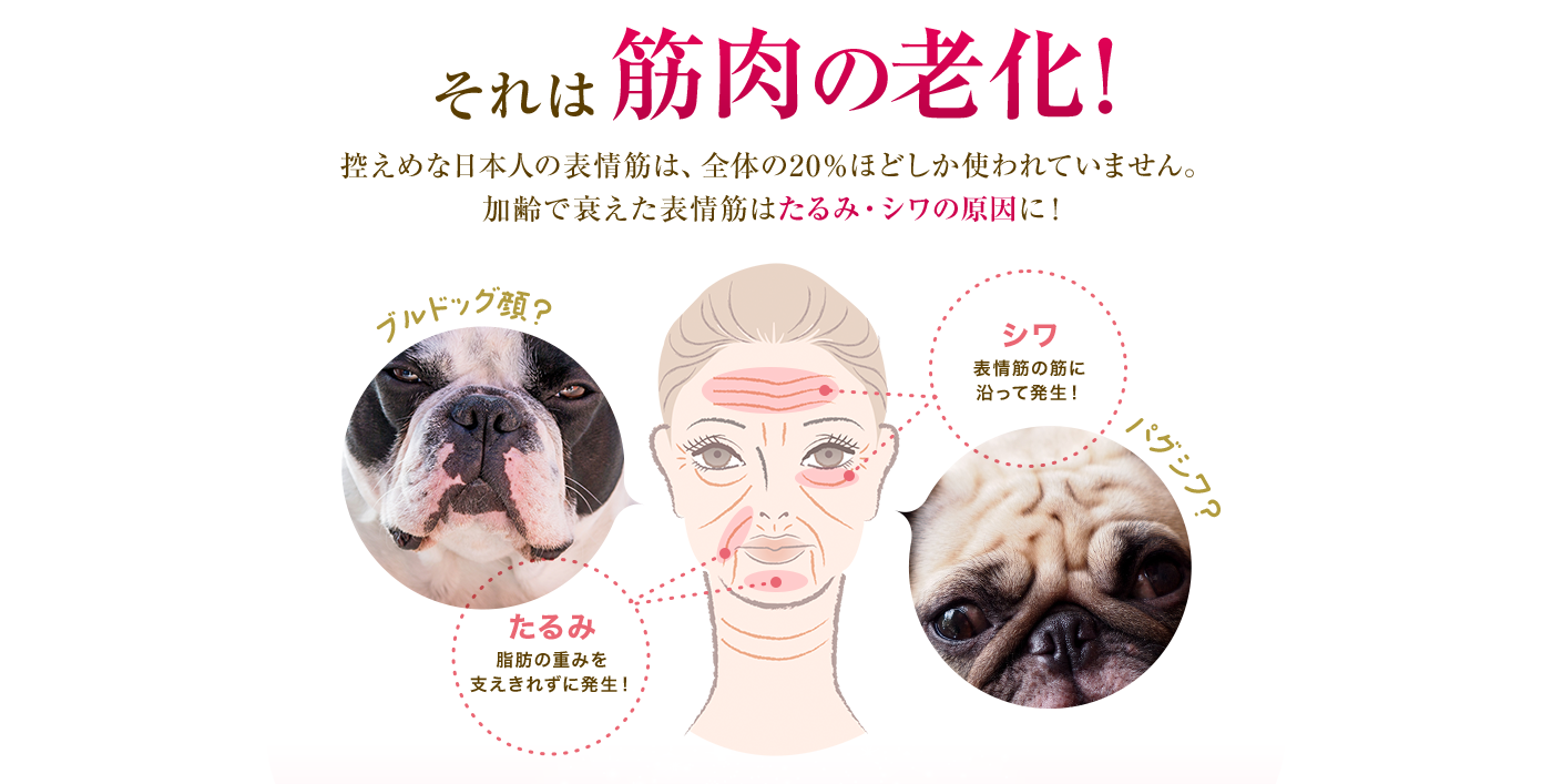 それは筋肉の老化！ 控えめな日本人の表情筋は、全体の20％ほどしか使われていません。加齢で衰えた表情筋はたるみ・シワの原因に！